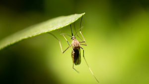 Ile grozi za zabicie komara? 